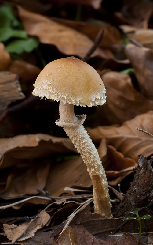 Leratiomyces squamosus